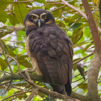 Spectacled Owl